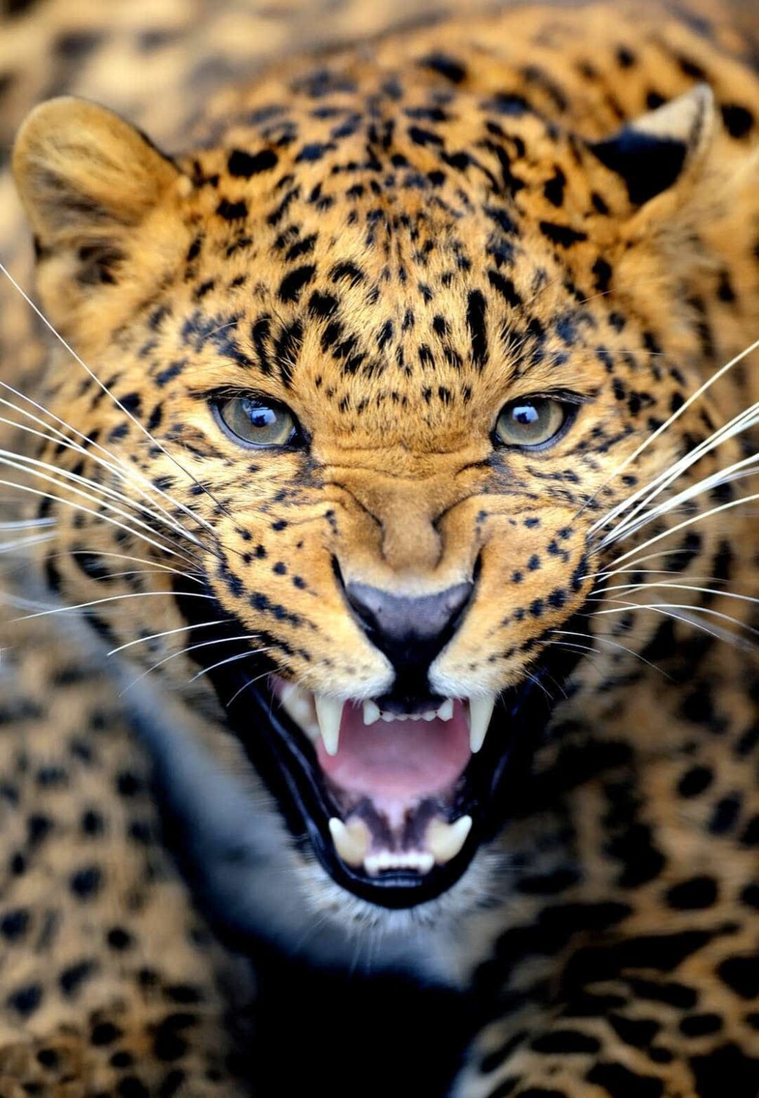 Fototapet Leopard 14
