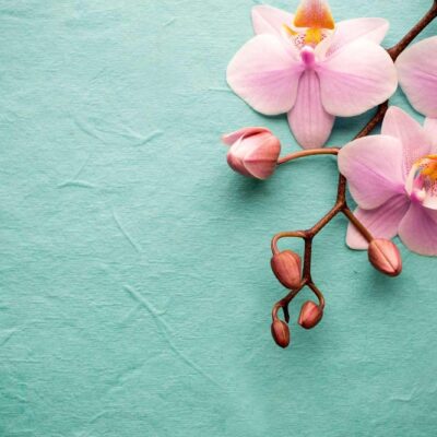 Fototapet Orhidee 11 - Flori Roz, Minimalist