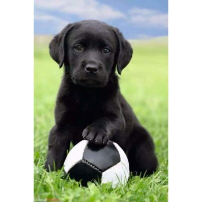 Maxi Poster Câine - labrador fotbal