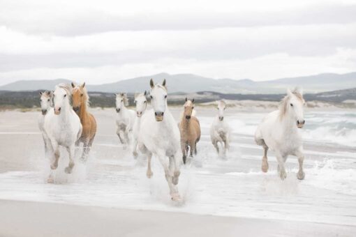 Fototapet White Horses 8-986