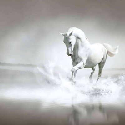 Adaugă o notă de grație și eleganță în casa ta cu fototapetul "Cal Alb". Această imagine uluitoare surprinde măreția și frumusețea unui cal alb, aducând un strop de farmec și nobilime în orice spațiu.
